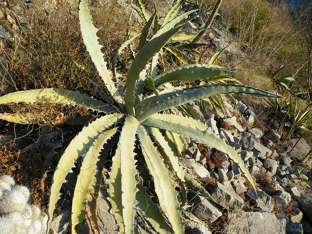 Agave xylonacantha