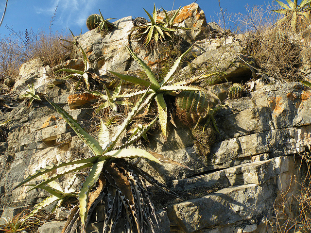 Agave xylonacantha