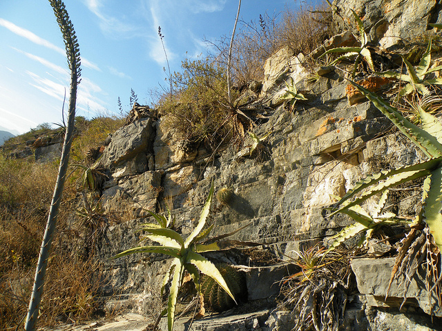 Agave xylonacantha