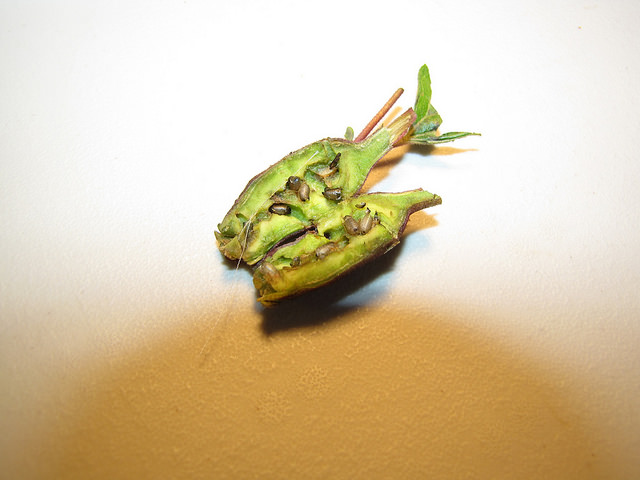 Eupatoire glanduleuse