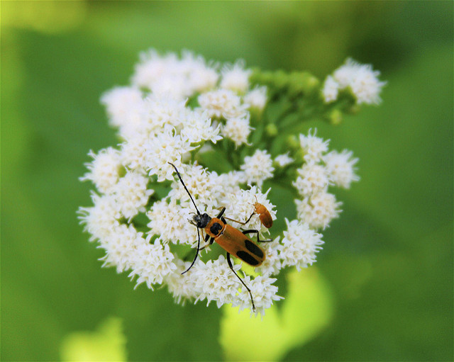 Ageratina altissima (Ageratina altissima)