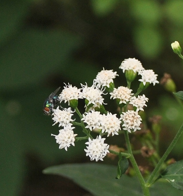 Ageratina altissima