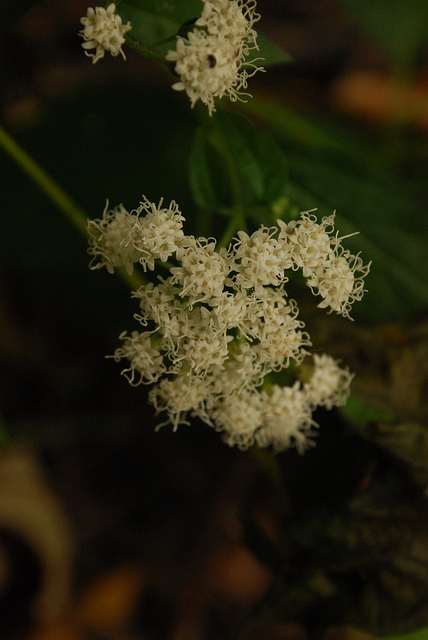 Ageratina altissima