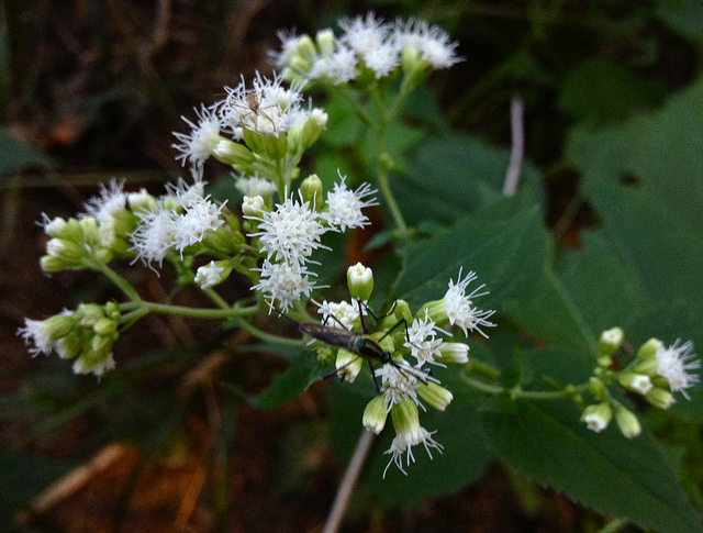 Ageratina altissima