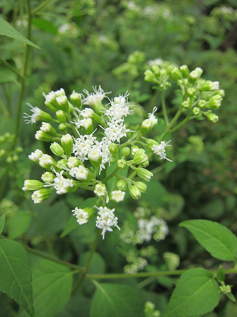 Ageratina altissima