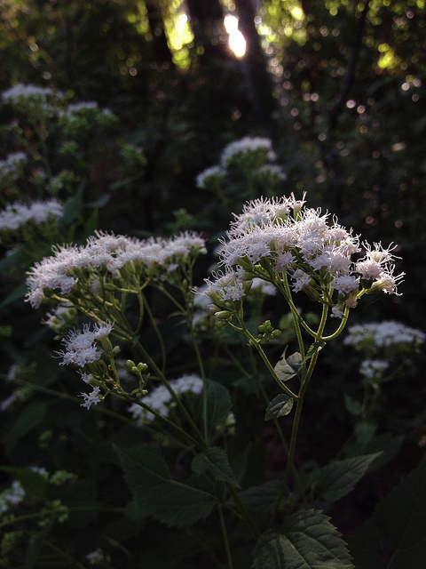 Ageratina altissima