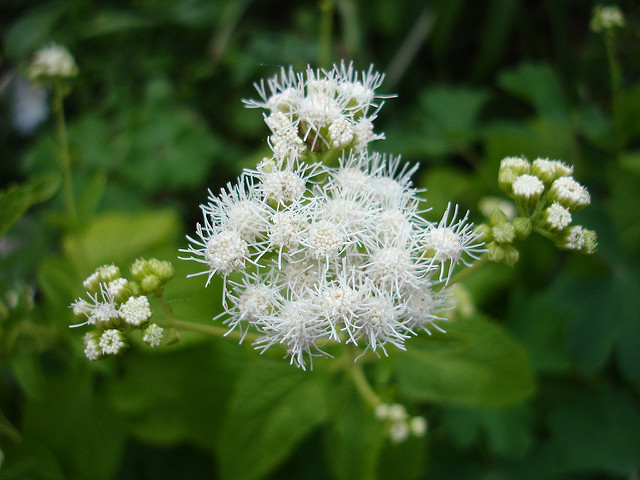 Ageratina occidentalis (Ageratina occidentalis)
