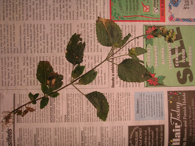 Ageratum conyzoides