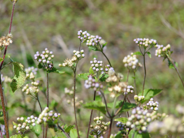 Ageratum conyzoides