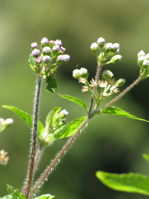 Ageratum conyzoides