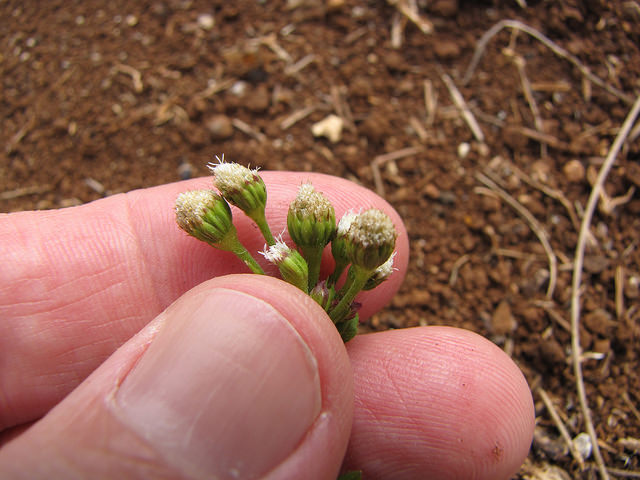 Ageratum conyzoides