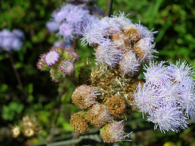 Agératum du mexique (Ageratum houstonianum)
