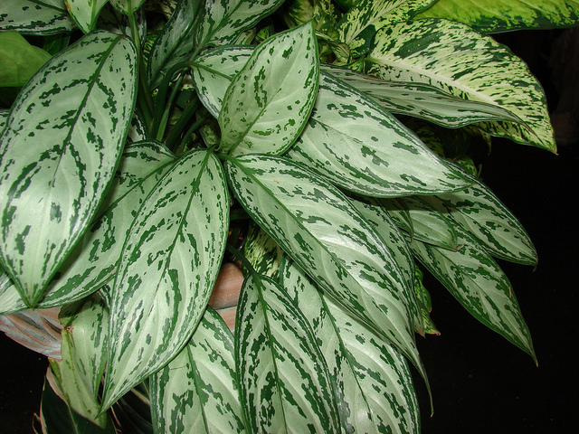 Aglaonema commutatum (Aglaonema commutatum)