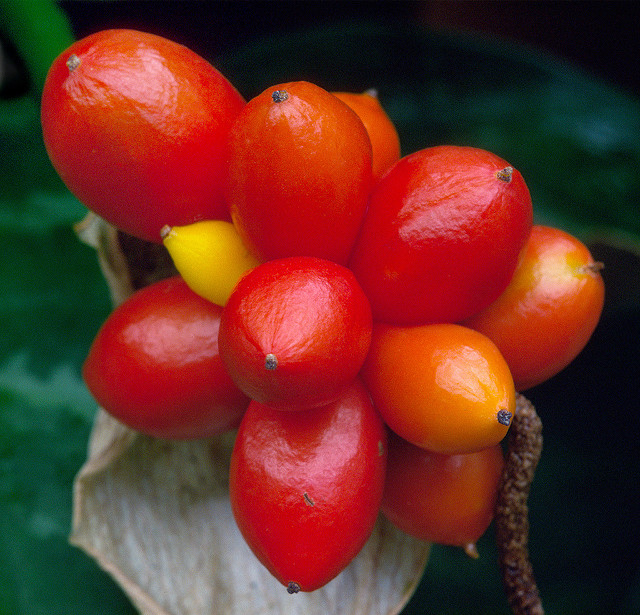 Aglaonema commutatum