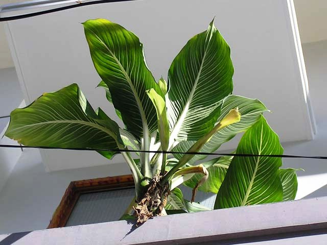 Aglaonema costatum (Aglaonema costatum)