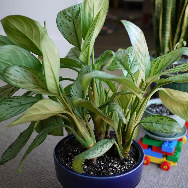 Aglaonema modestum (Aglaonema modestum)
