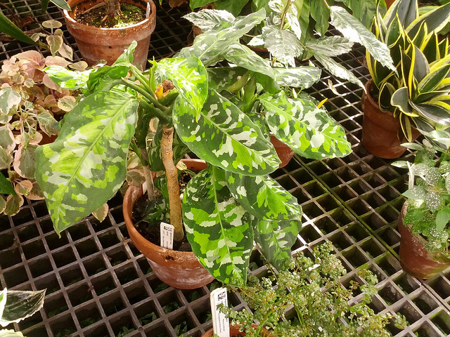 Aglaonema pictum (Aglaonema pictum)