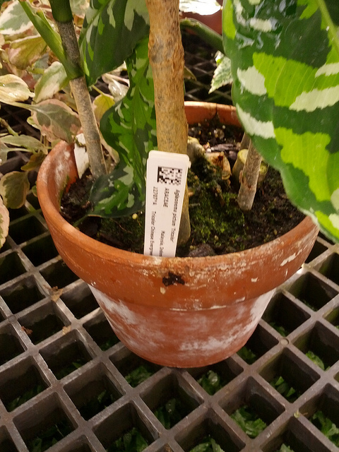 Aglaonema pictum