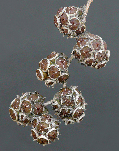 Agonis flexuosa