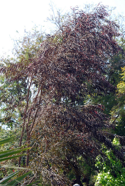 Agonis flexuosa