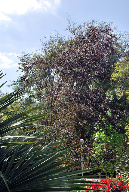 Agonis flexuosa
