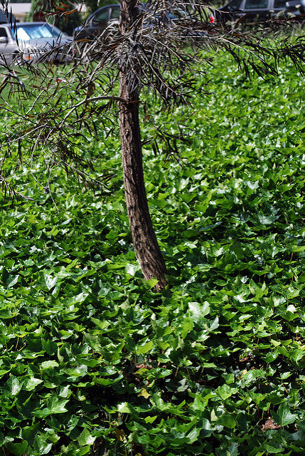 Agonis flexuosa