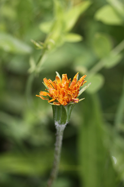 Agoseris aurantiaca (Agoseris aurantiaca)