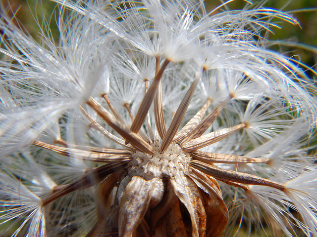 Agoseris glauca