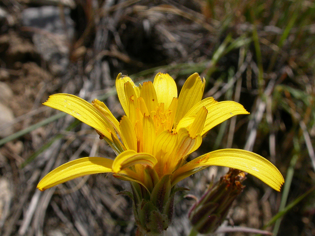 Agoseris glauca