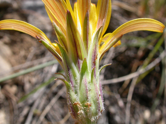 Agoseris glauca