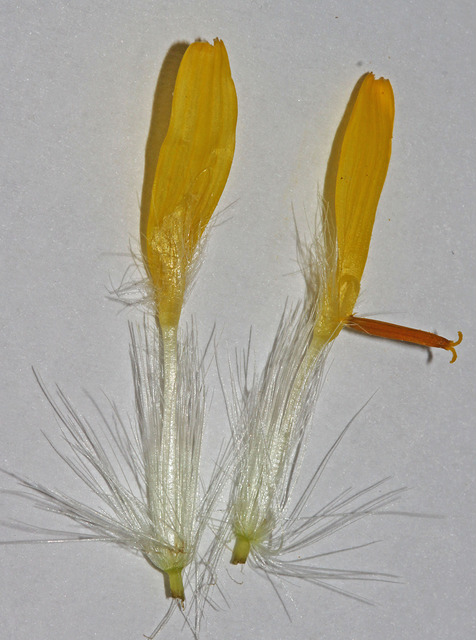 Agoseris glauca