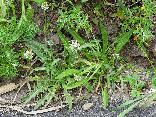 Agoseris grandiflora