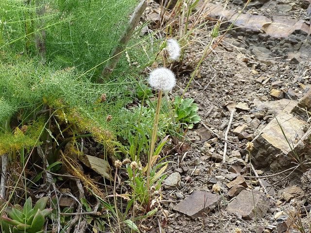 Agoseris grandiflora