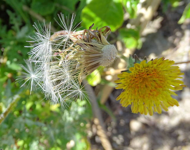 Agoseris grandiflora