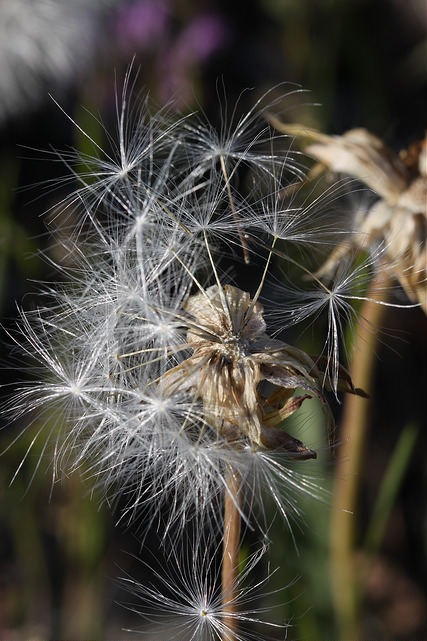 Agoseris grandiflora