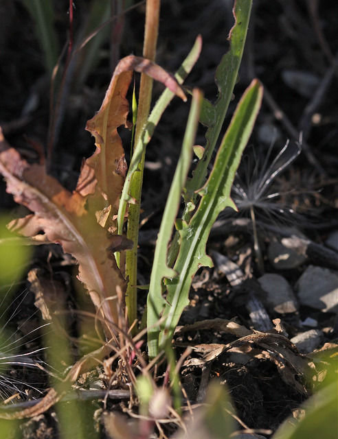 Agoseris grandiflora
