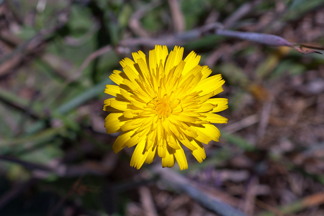 Agoseris grandiflora (Agoseris grandiflora)