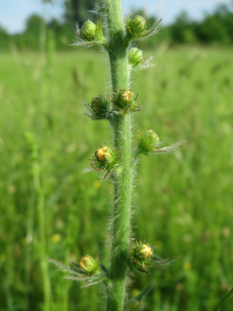 Aigremoine eupatoire