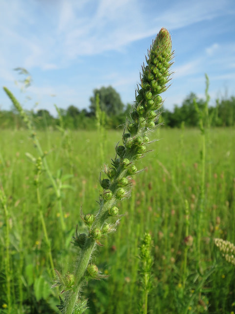 Aigremoine eupatoire