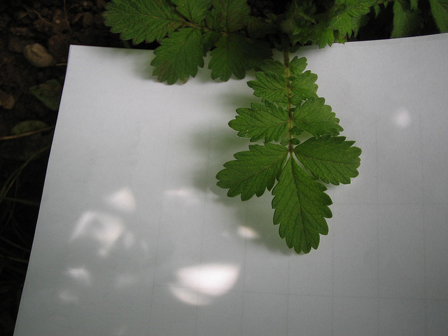 Aigremoine eupatoire