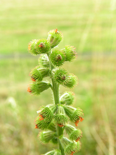 Aigremoine eupatoire