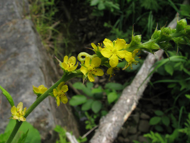 Agrimonia gryposepala