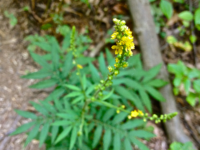 Agrimonia parviflora (Agrimonia parviflora)
