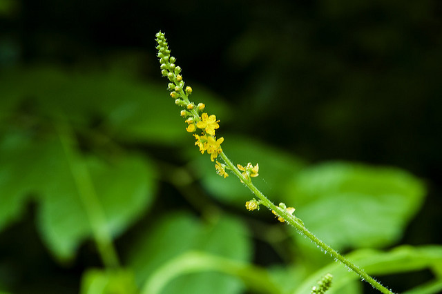 Aigremoine pileuse