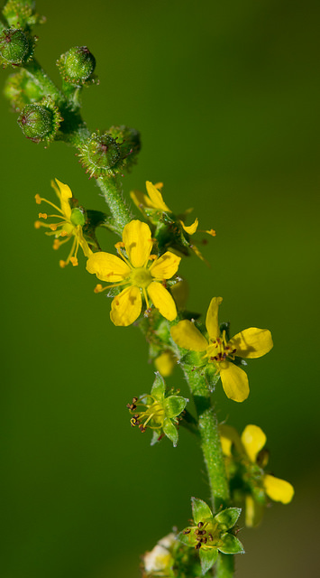 Agrimonia pubescens
