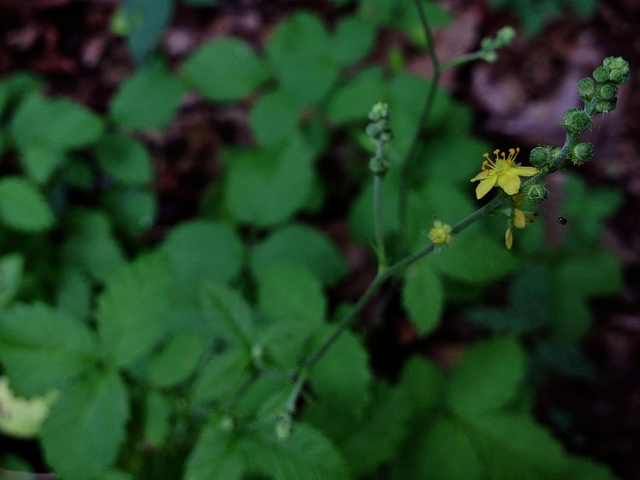 Agrimonia pubescens (Agrimonia pubescens)