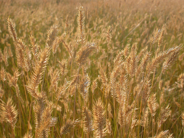 Chiendent pectiné (Agropyron cristatum)