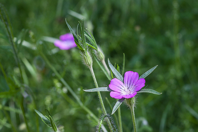 Nielle des blés (Agrostemma githago)
