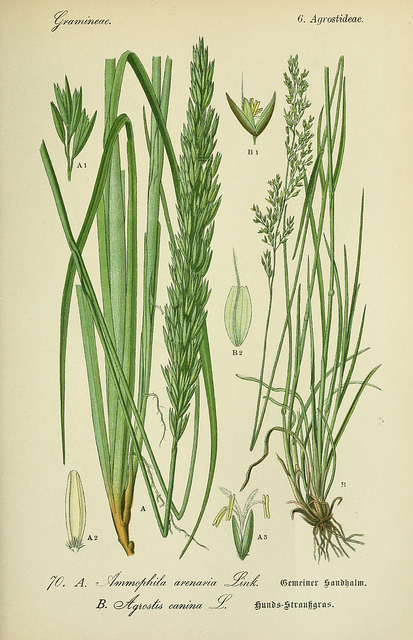 Agrostide canine (Agrostis canina)