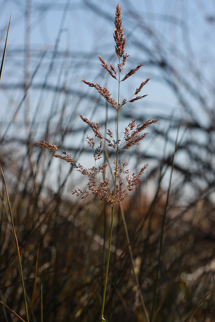 Agrostide capillaire (Agrostis capillaris)